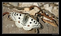 Copie de apollon2